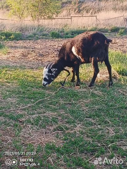Нубийские коза дойная