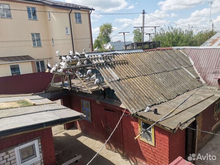 Голуби Орёл