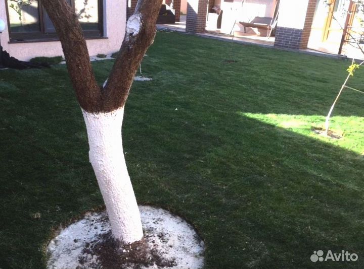 Рулонный газон