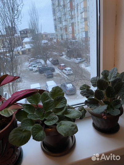 Комнатные цветы