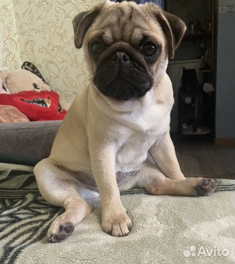 Щенки мопса