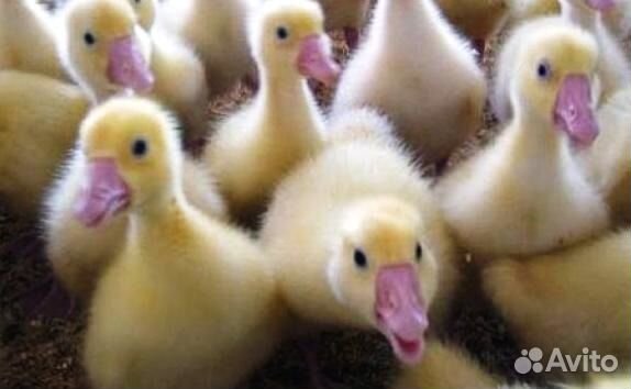 Цыплята утята бройлер