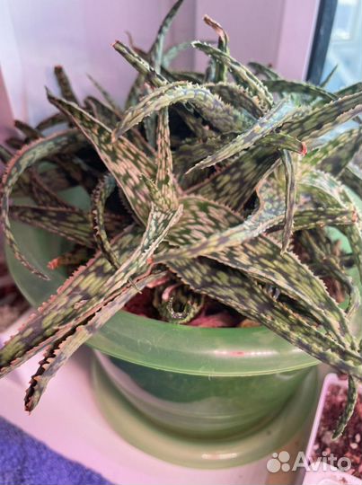 Алое декоративное