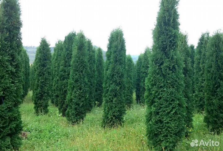 Туя крупномер