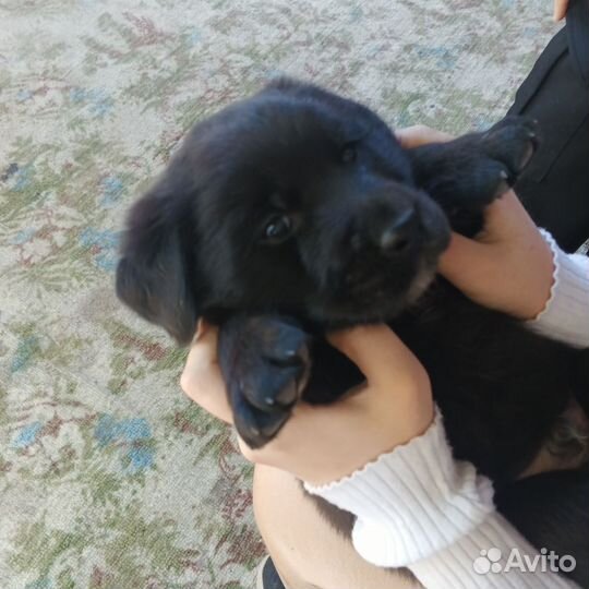 Щенки лабрадора