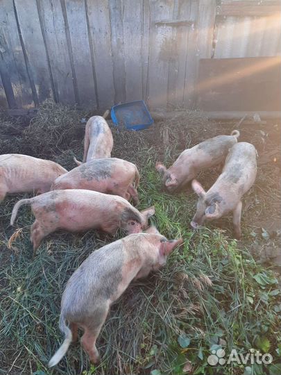 Поросята