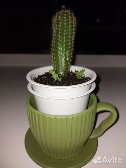 Горшок для кактуса и кактус