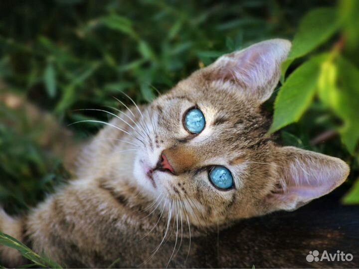 Кошки в аренду на съемки Большой выбор