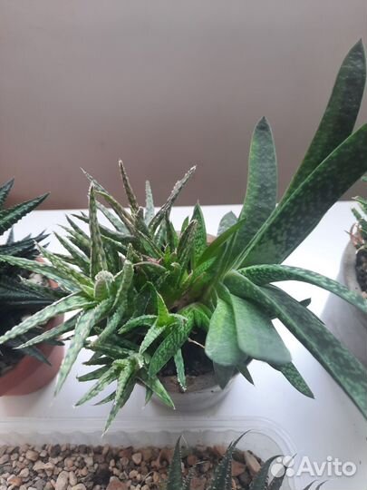 Суккуленты