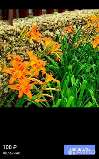 Инжир, цветы