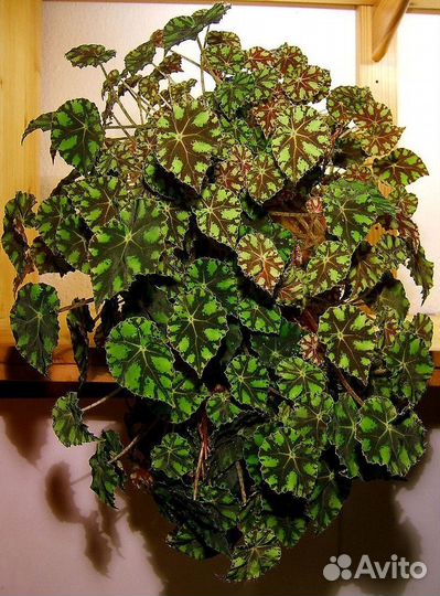 Бегония Тайгер