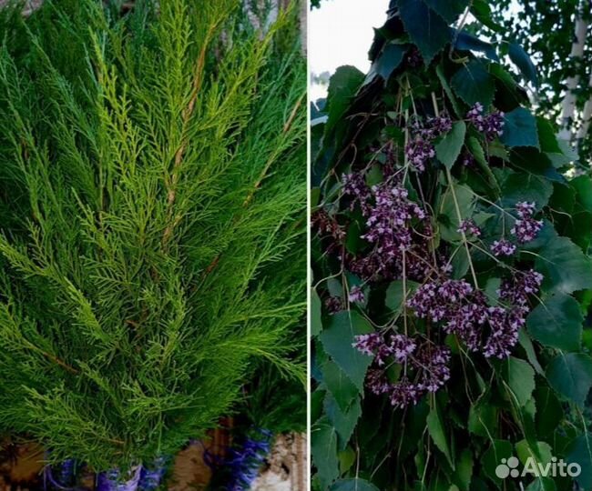 Веники для бани можжевеловые с душистыми травами