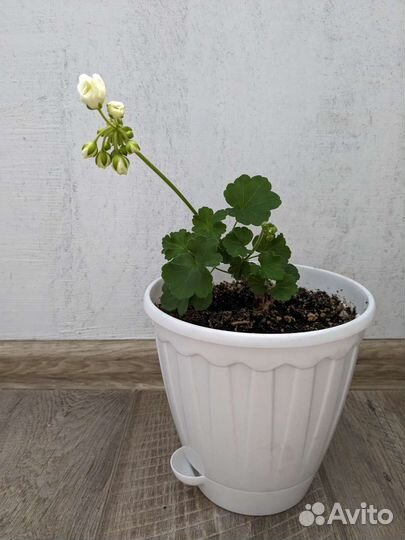 Пеларгония Viva Madeleine