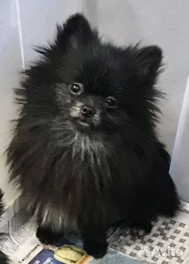 Померанский шпиц тип мишка мини