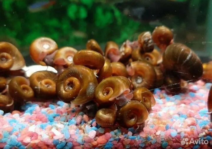 Улитки Катушки