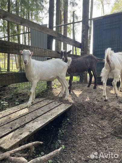 Козел ламанча