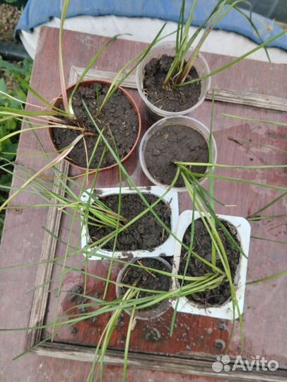 Зафирантес (выскочка) луковицы