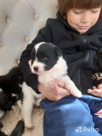 Щенки с ветпампортом и с бесплатной доставкой