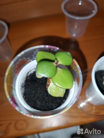 Алоэ, толстянка (денежное дерево)