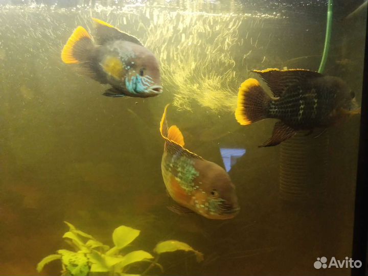 Аквариумные рыбки цихлиды