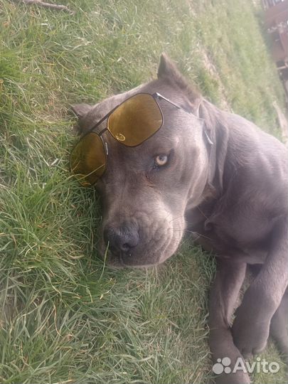 Кабель Кане Корсе для вязки