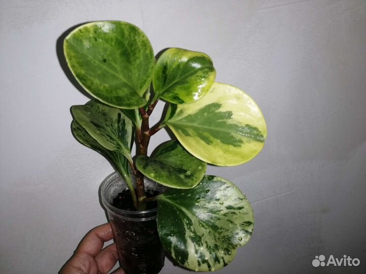 Пеперомия вариегатная