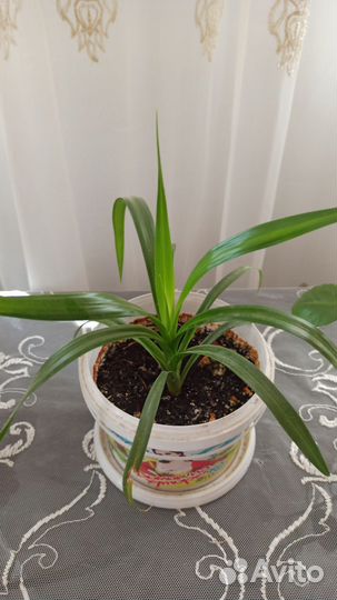 Комнатные цветы