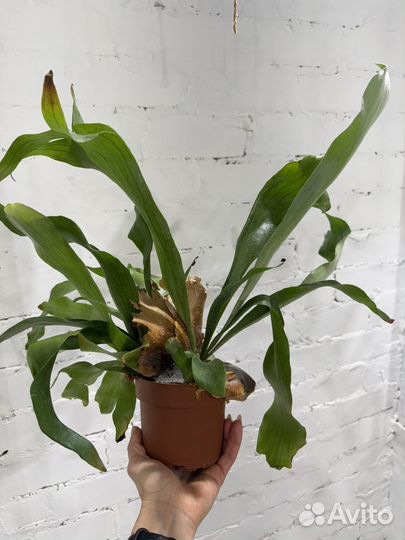 Папоротник Платицериум Бифуркатум Оленьи Рога