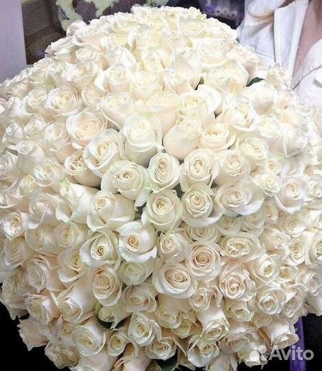 Высокие розы