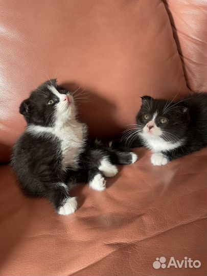 Котята от шотландской вислоухой кошки