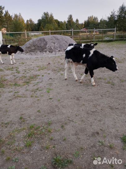 Телята бычки