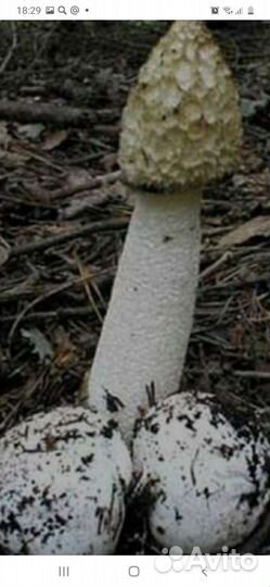 Гриб веселка