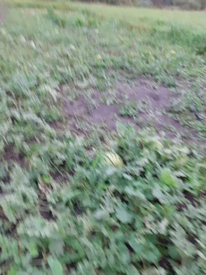 Участок 50 сот. (ИЖС)