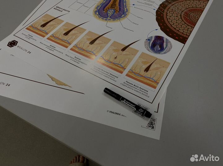 Плакат «Волосы человека»