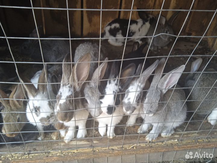 Продам кроликов