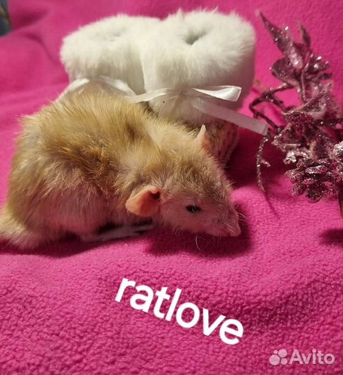 Крысята фавн long от ratlove