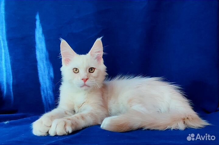 Мейн-кун высокое красное серебро