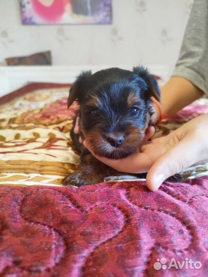 Йоркширский терьер щенки