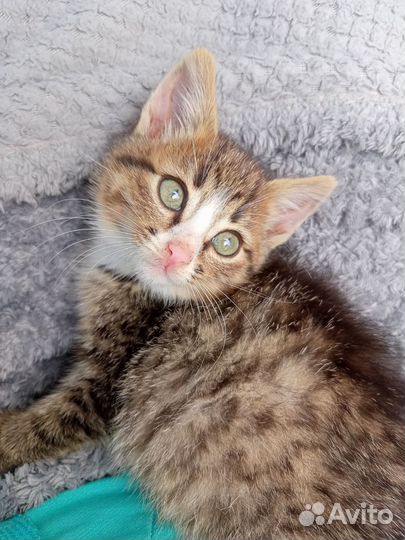 Котёнок девочка