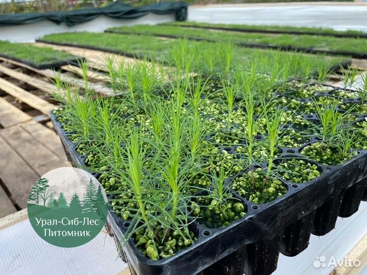 Зкс Сосна сеянцы Ели Лиственницы окс Голуб Горная