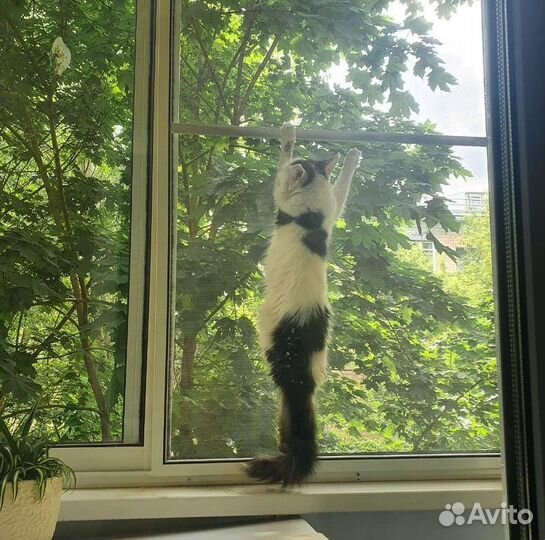 Москитная сетка Антикошка