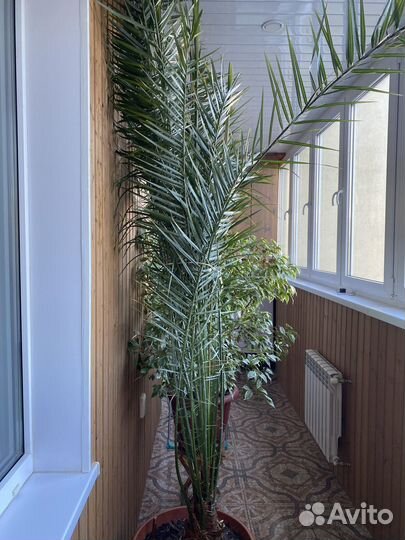 Пальмв финиковая в горшке