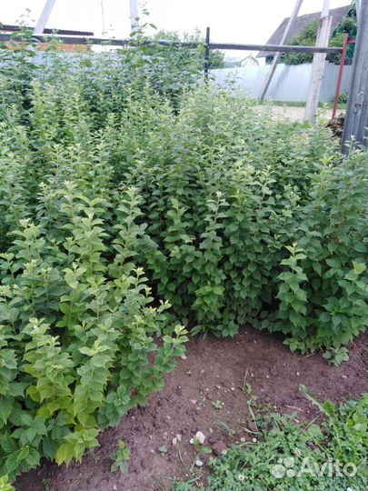 Войлочная вишня(саженцы)