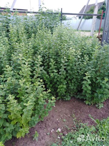 Войлочная вишня(саженцы)