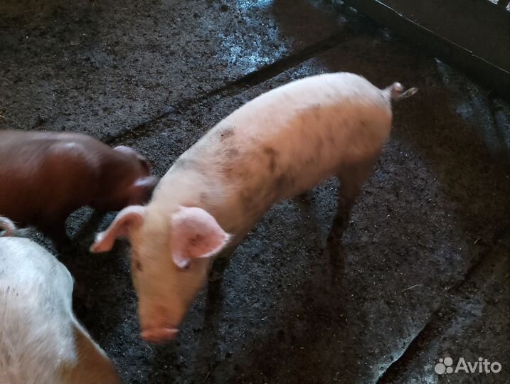 Поросята