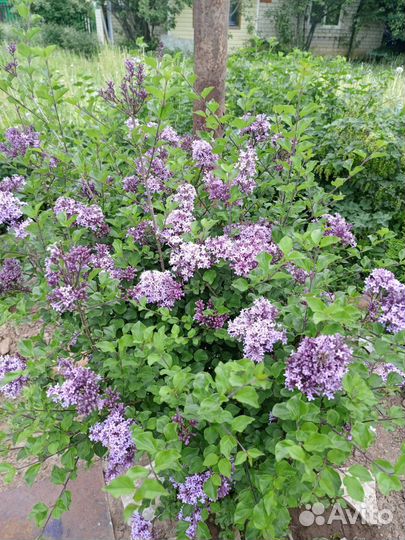 Сирень карликовая