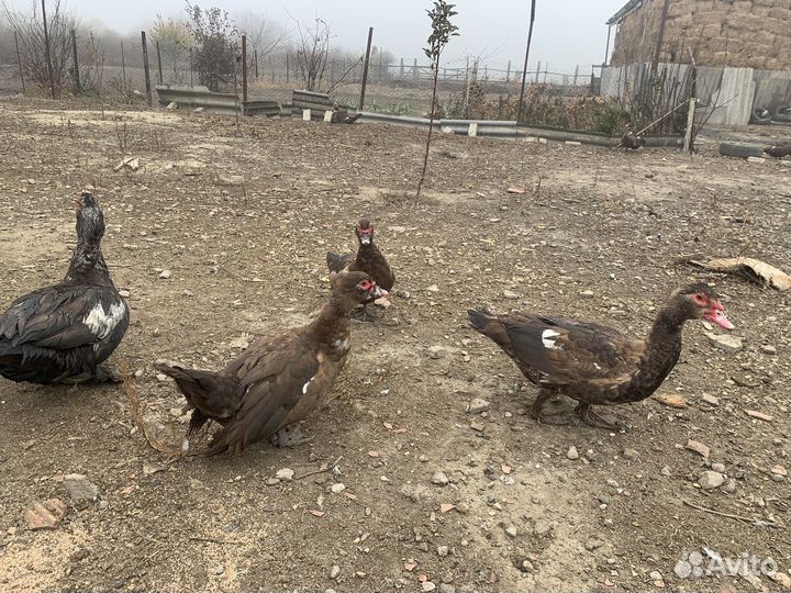 Мускусные утки