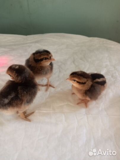 Цыплята легбар инкуб.голубое яйцо