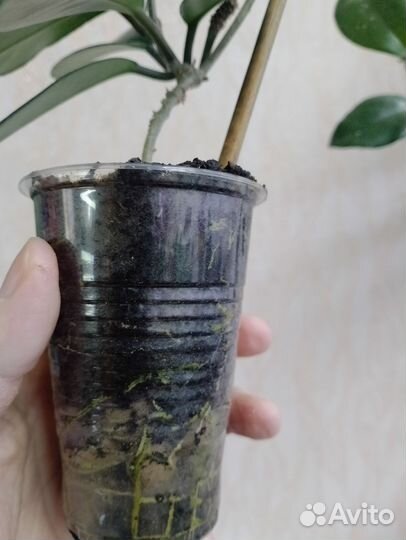 Комнатные цветы