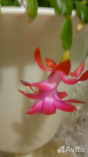 Декабрист шлюмбергера, рождественник. Красивый нар